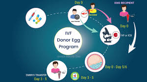 Determining If Fertility Treatment Using a Donor Egg Is Right For You